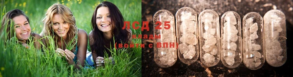 прущие грибы Карпинск